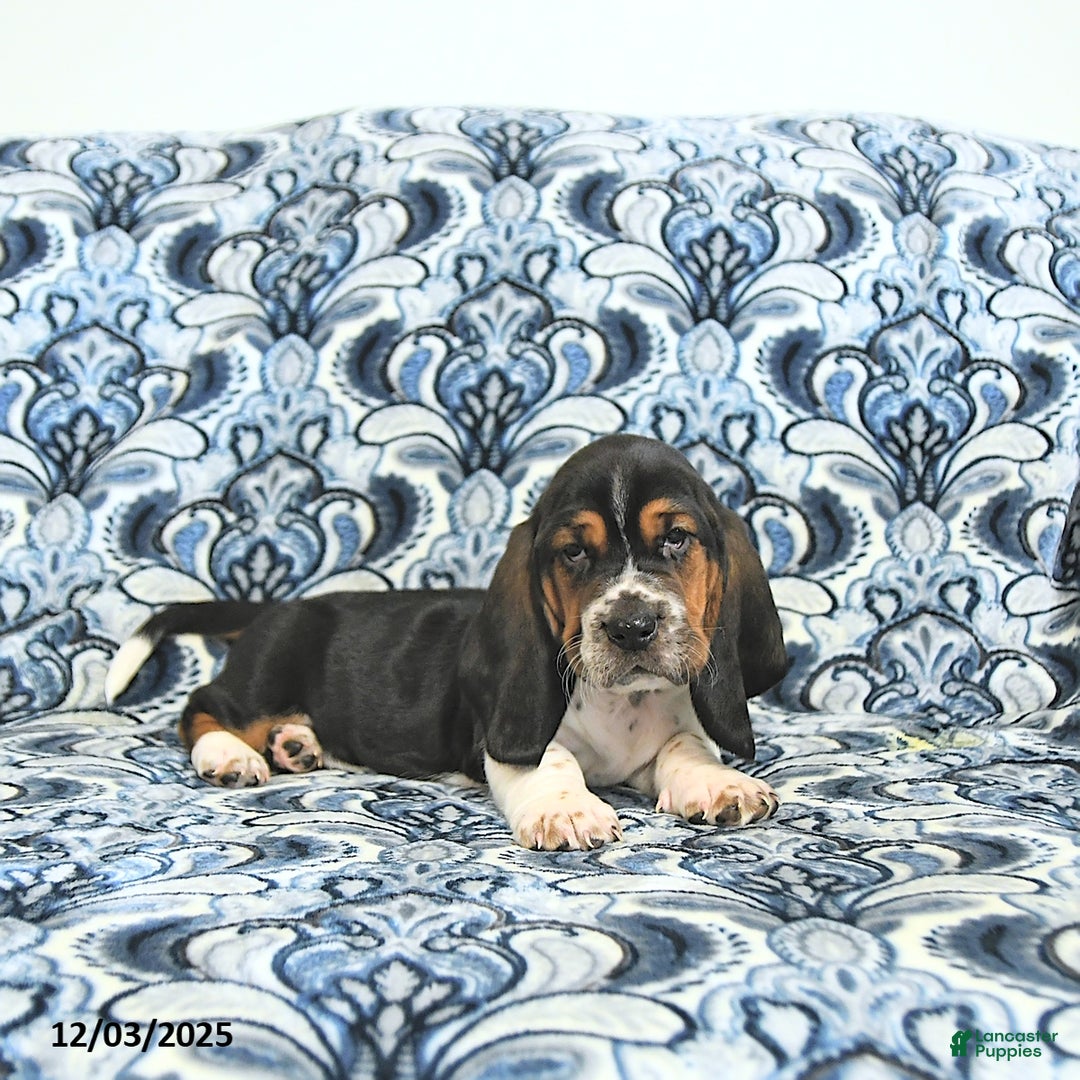 Basset Hound dogs for sale: Pete - Ad 2