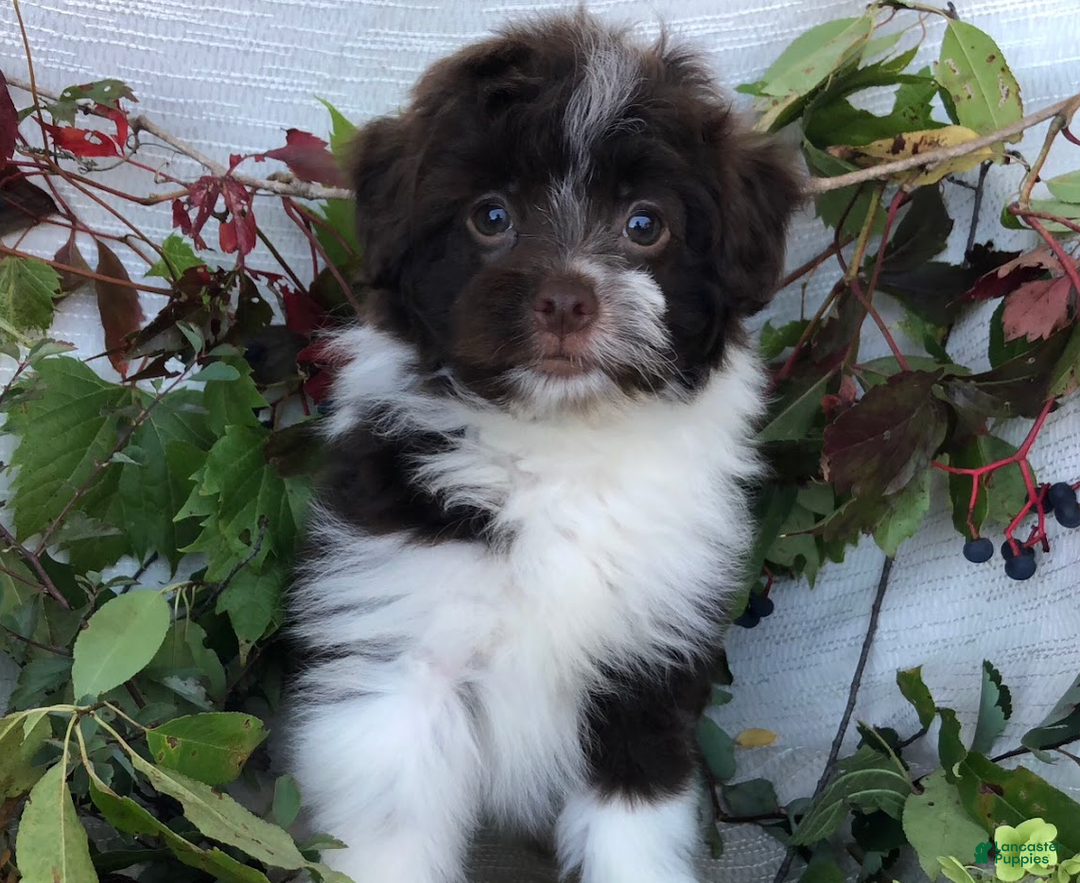 Pomapoo dogs for sale: Quincy - Ad 3