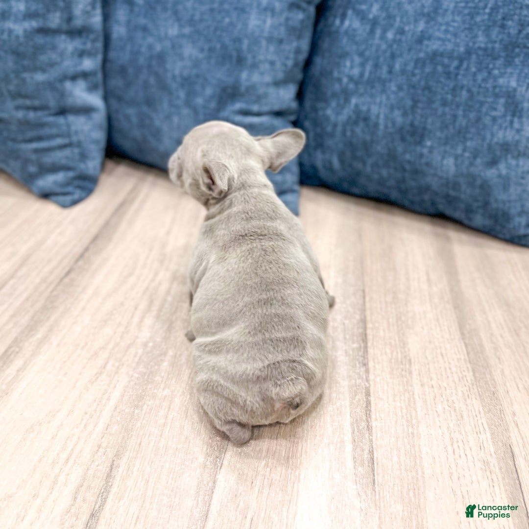 Mixed Breed dogs for sale: Mya - Ad 5