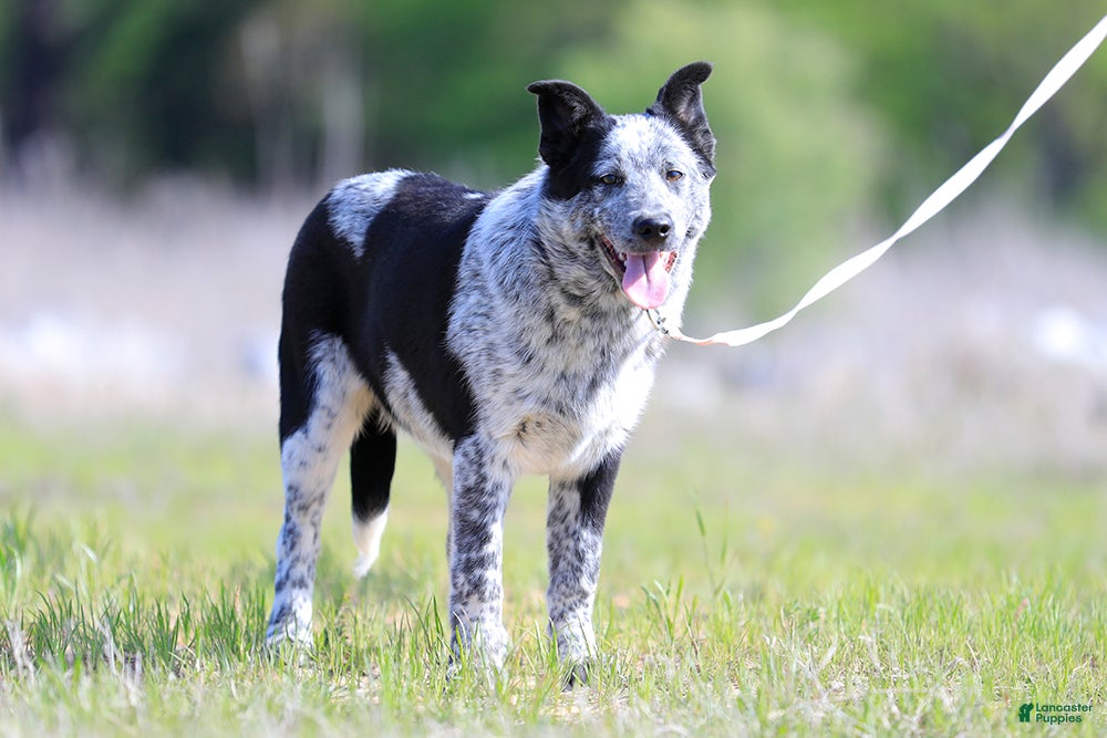 Australian Cattle Dog dogs Noah - Ad 2