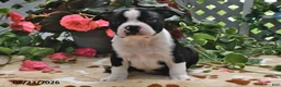 Boston Terrier dogs for sale: Leroy - Ad 3