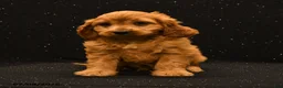 Cavapoo dogs for sale: Jax - Ad 5