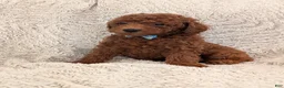 Miniature Poodle dogs for sale: Buster - Ad 5