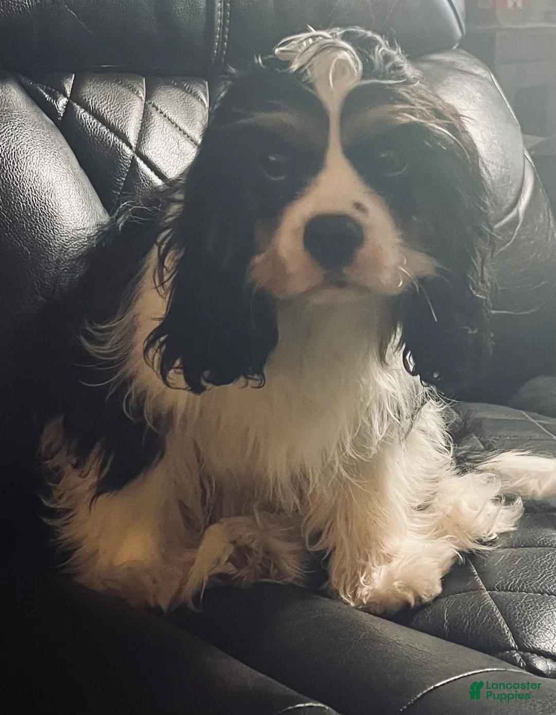 Cavalier King Charles Spaniel dogs for sale: Cavalier King Charles Spaniel Puppy 4 - Ad 2