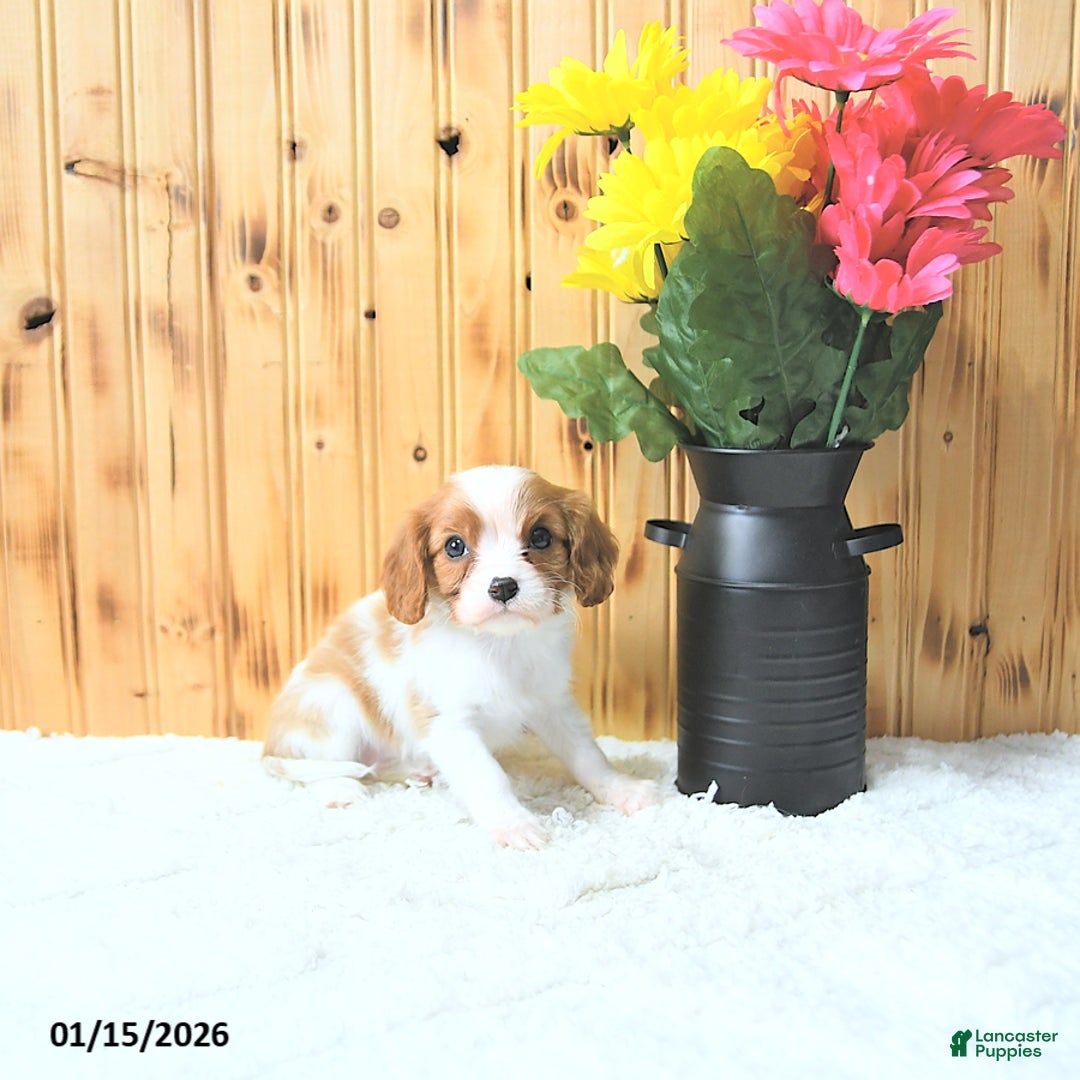 Cavalier King Charles Spaniel dogs for sale: Sweetheart - Ad 5