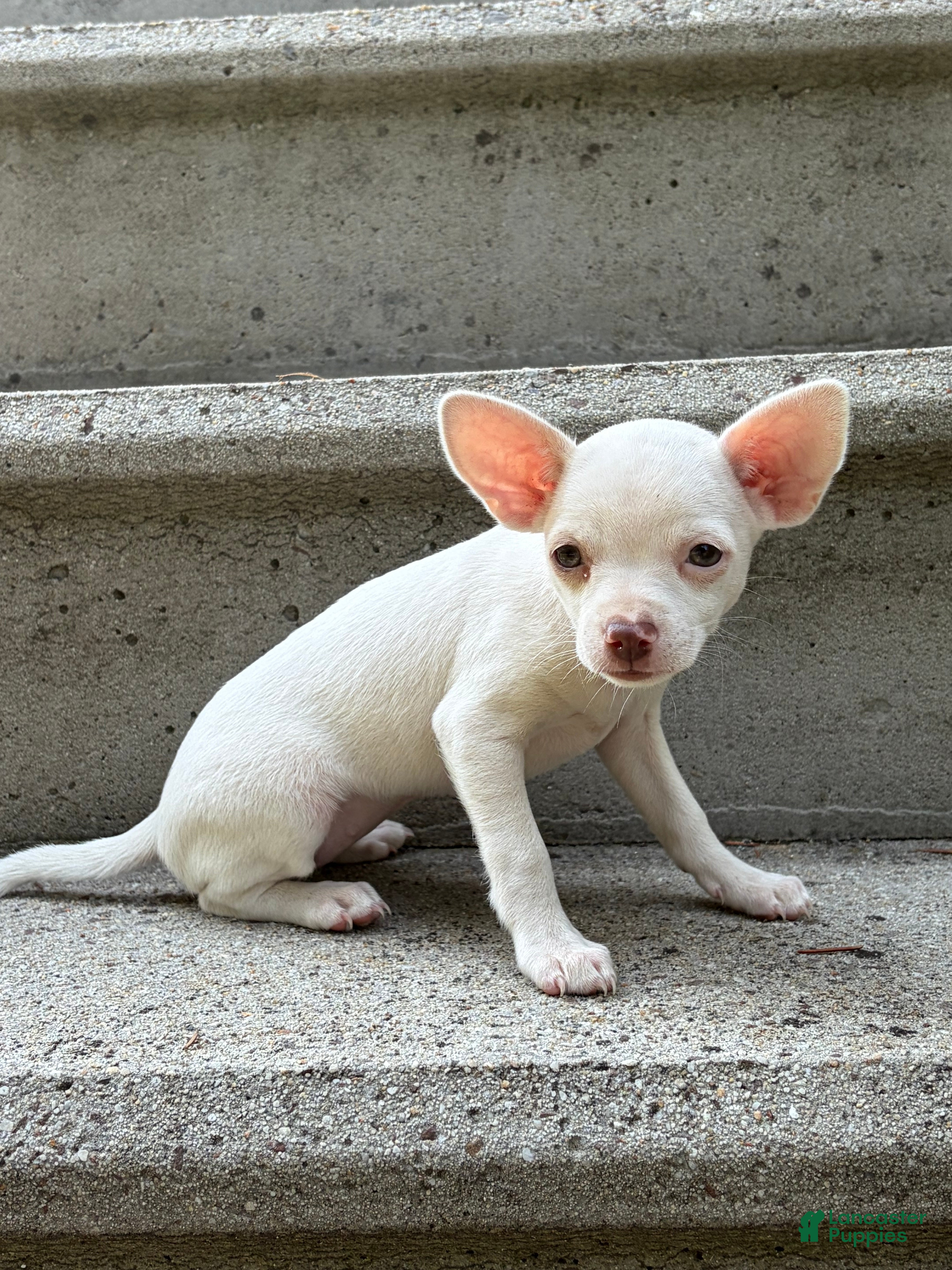 Chihuahua dogs Paislee - Ad 2