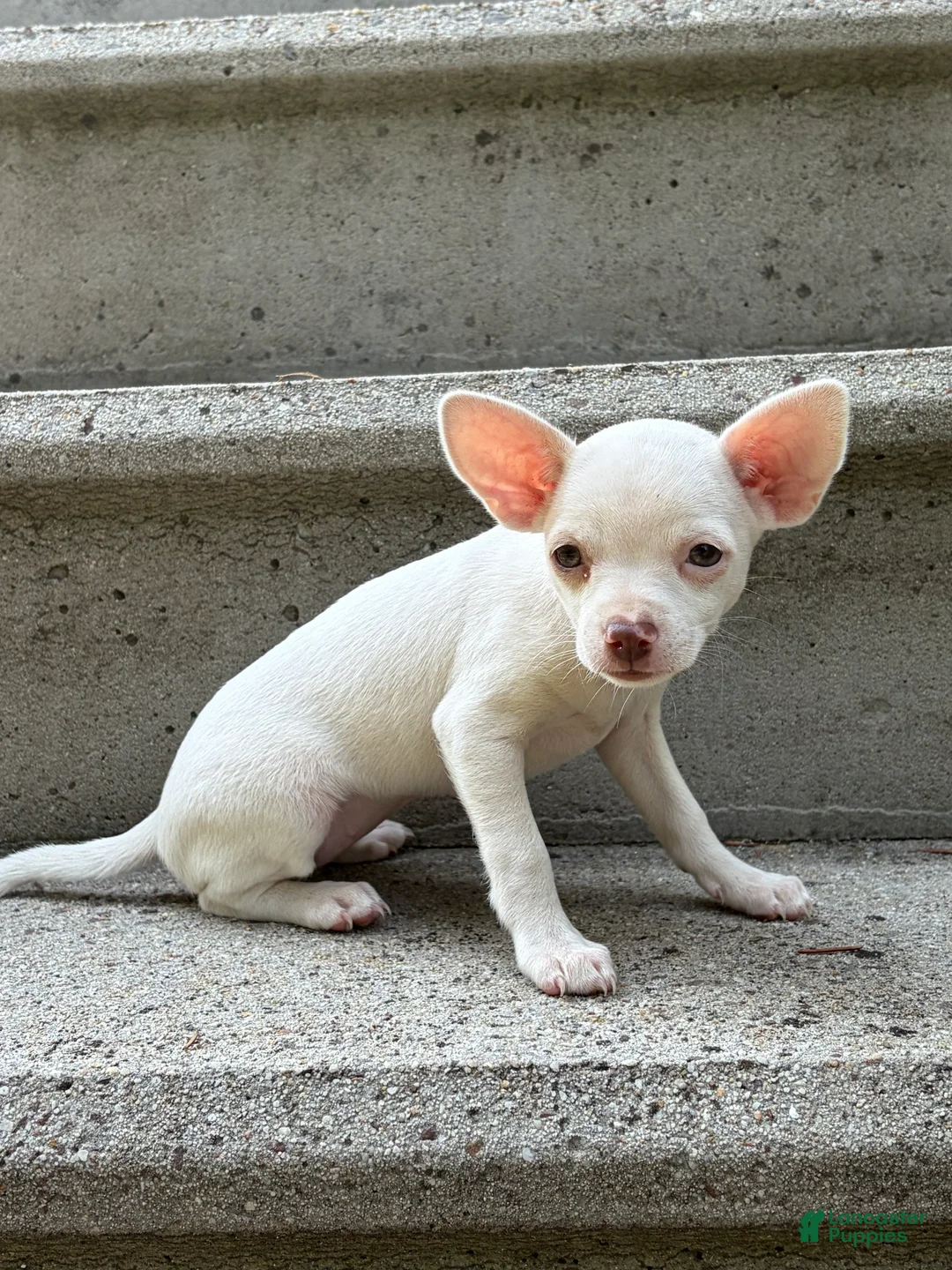 Chihuahua dogs for sale: Paislee - Ad 2