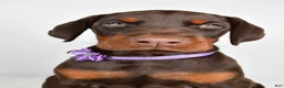 Doberman Pinscher dogs for sale: Beulah - Ad 9
