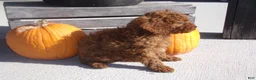 Cavapoo dogs for sale: ROGER - Ad 3