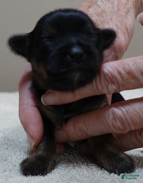Yorkshire Terrier dogs Molly 9 ounces - Ad 29