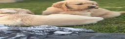Golden Retriever dogs for sale: Golden Retriever 1 orange collar - Ad 2