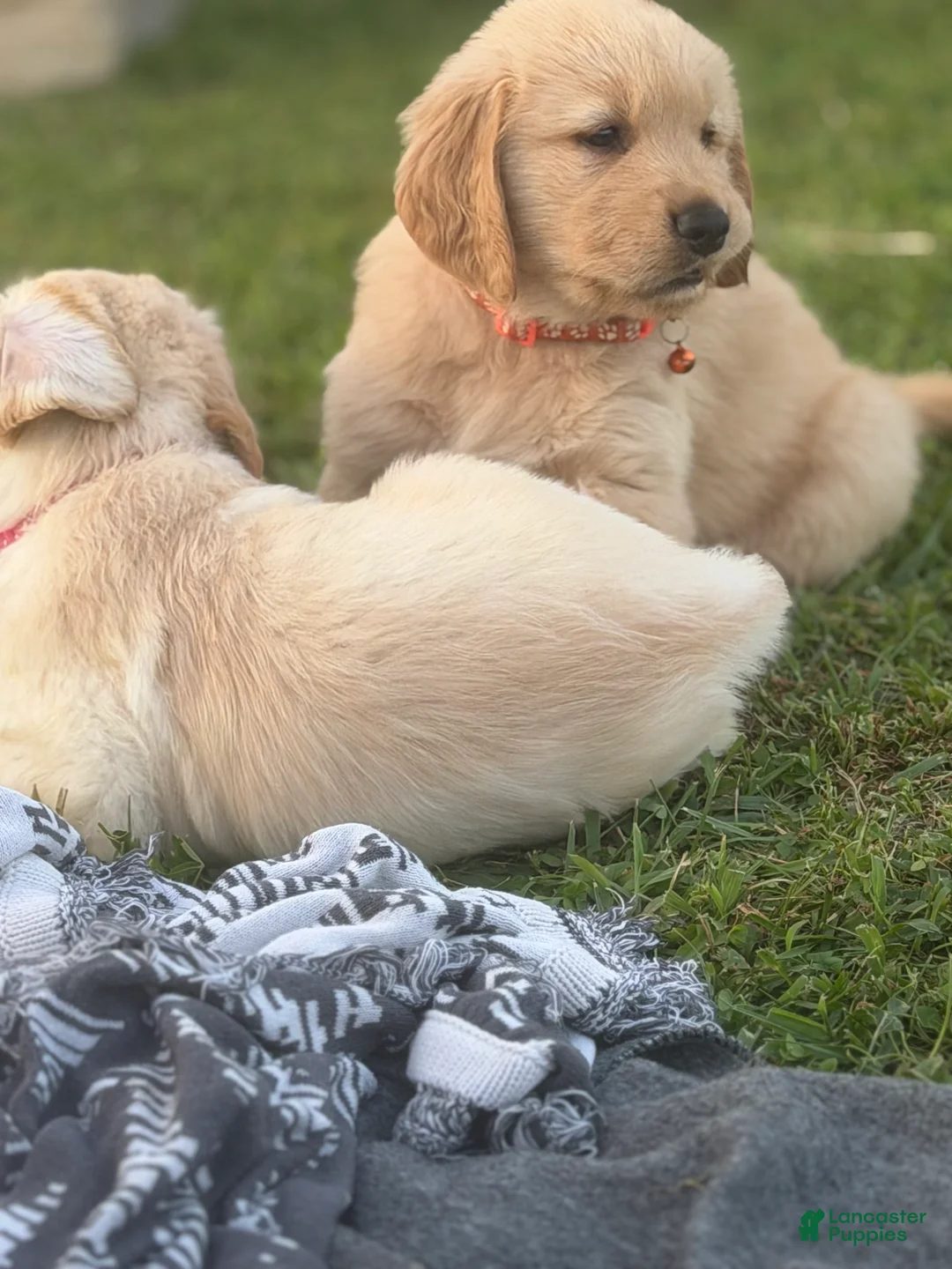 Golden Retriever dogs for sale: Golden Retriever 1 orange collar - Ad 2