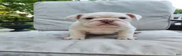English Bulldog dogs for sale: Winter  - Ad 4