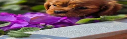Cavalier King Charles Spaniel dogs for sale: Cavalier King Charles Spaniel 2 - Ad 14
