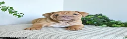 English Bulldog dogs for sale: Tank - Ad 3