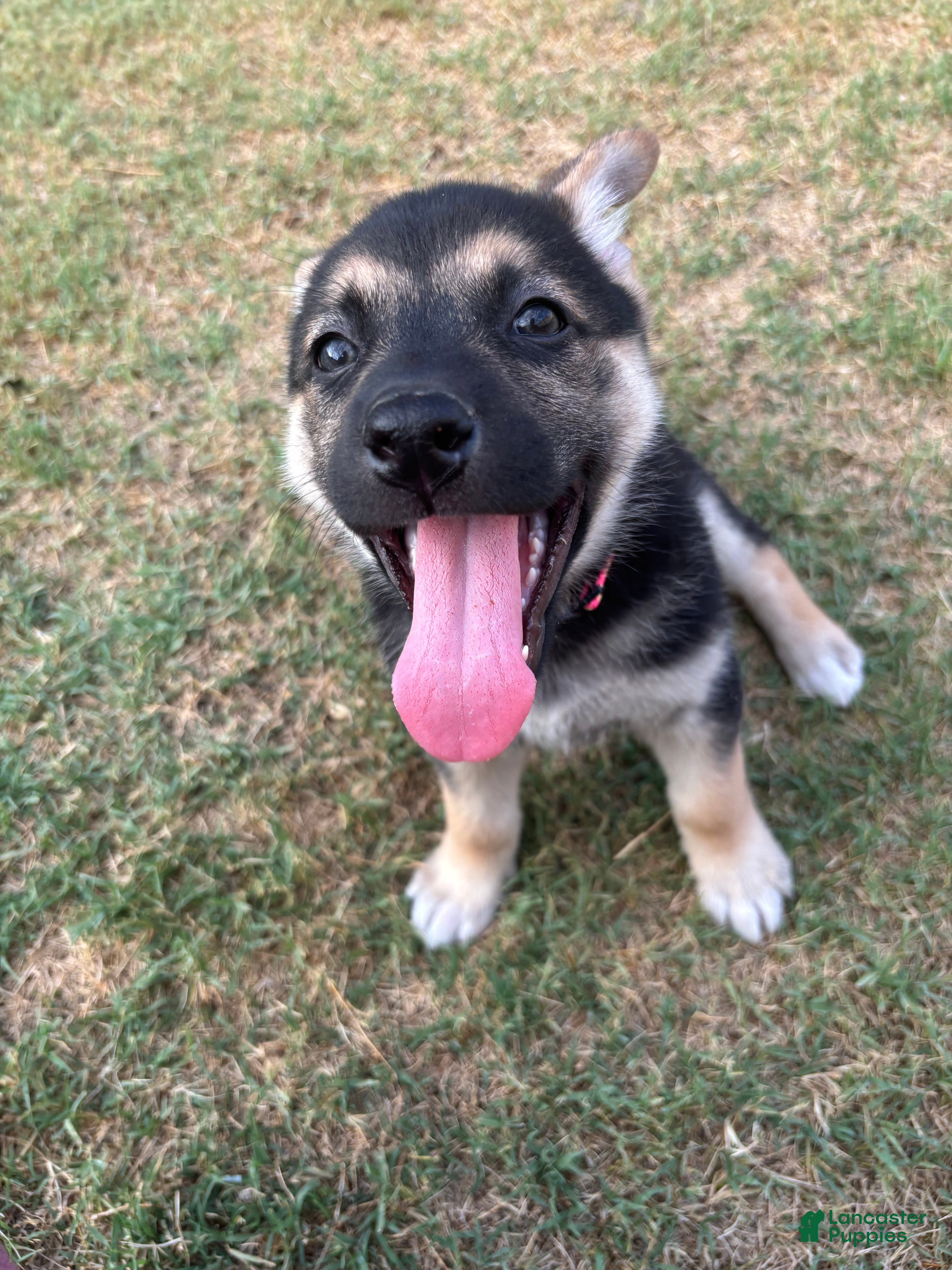 Gerberian Shepsky dogs Professor Sassy Pants - Ad 6