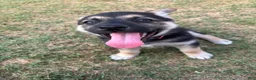 Gerberian Shepsky dogs for sale: Professor Sassy Pants - Ad 1