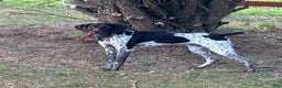 German Shorthaired Pointer dogs for sale: Cookie - Ad 8