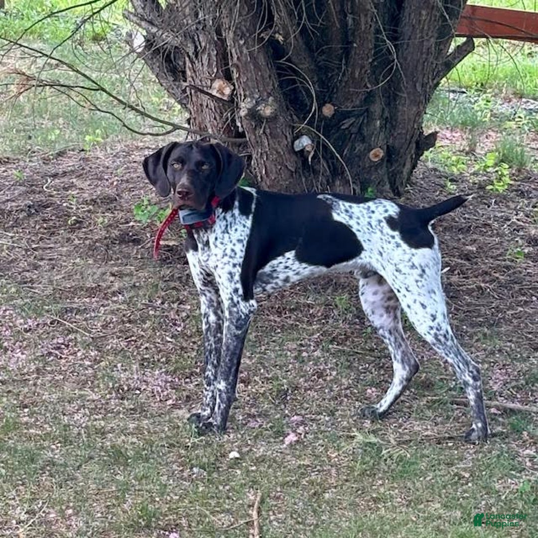 German Shorthaired Pointer dogs for sale: Cookie - Ad 8