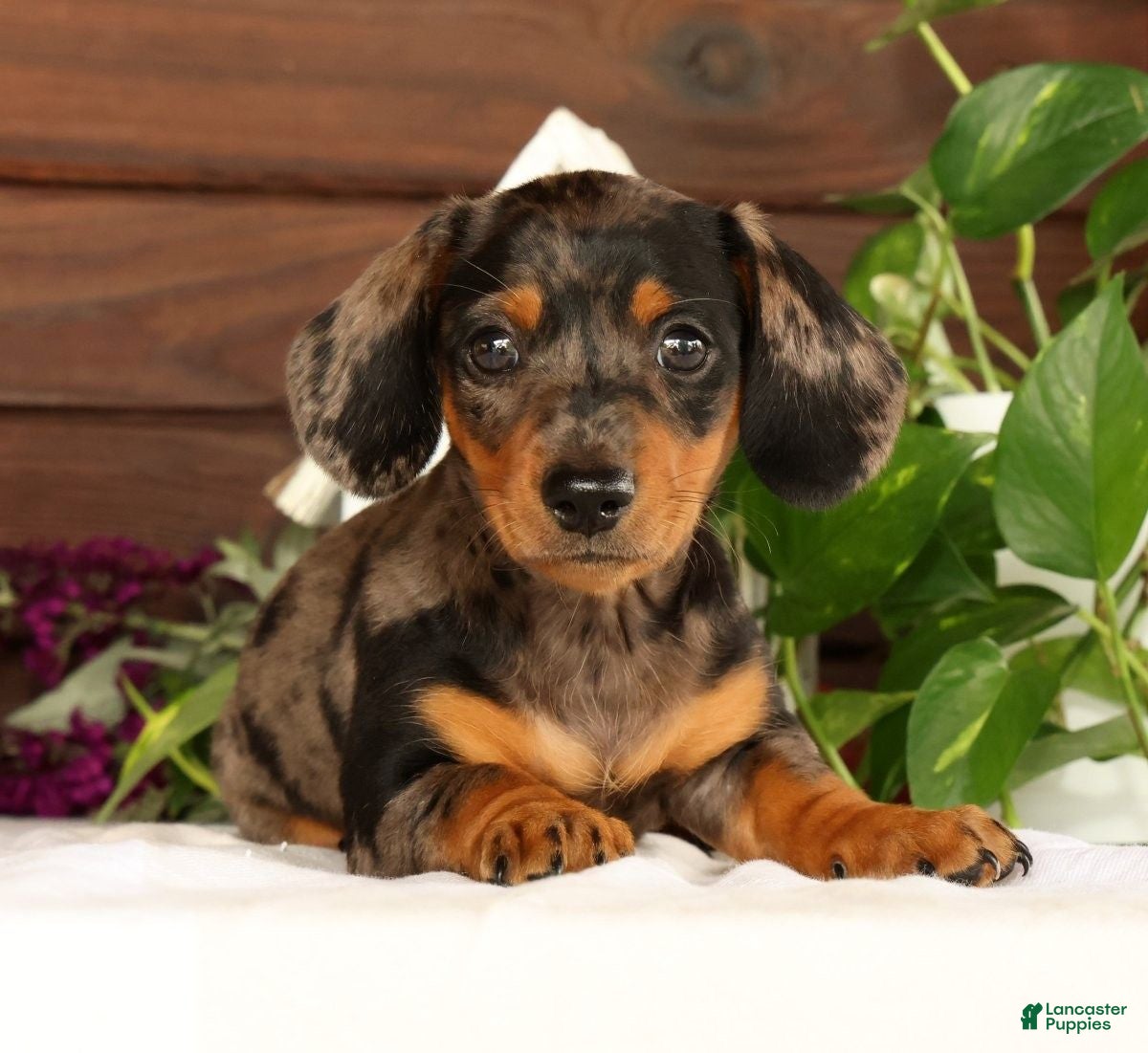 Miniature Dachshund dogs Tumbles - Ad 1