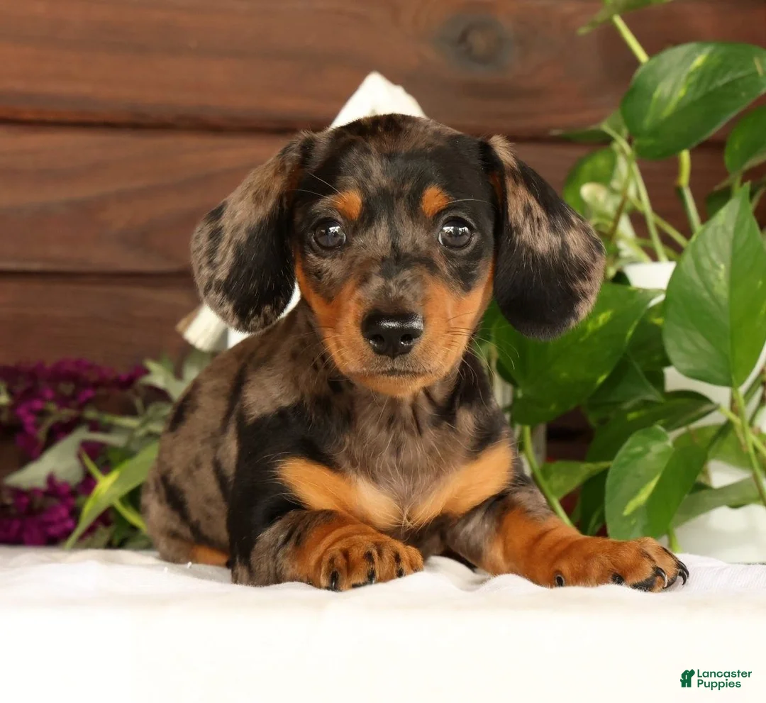 Miniature Dachshund dogs for sale: Tumbles - Ad 1