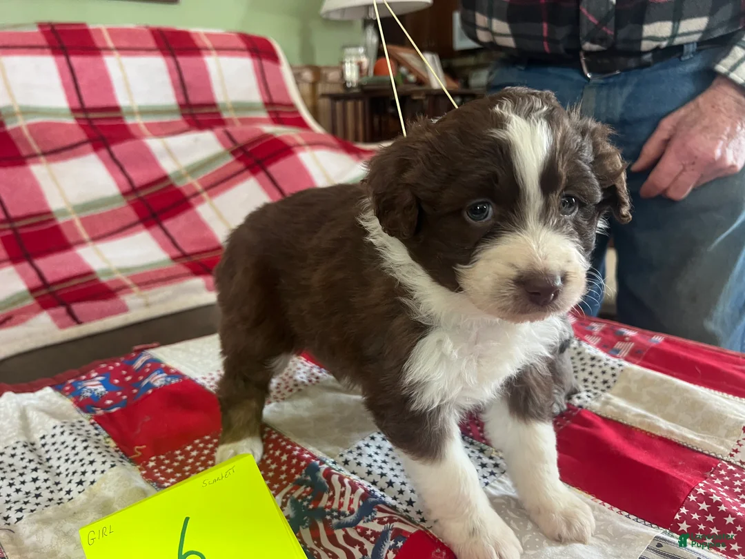 Mini Aussiedoodle dogs for sale: Scarlet Mini Aussiedoodle Puppy 6 - Ad 3
