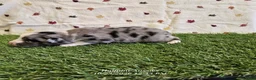 Toy Australian Shepherd dogs for sale: Chai - Ad 1