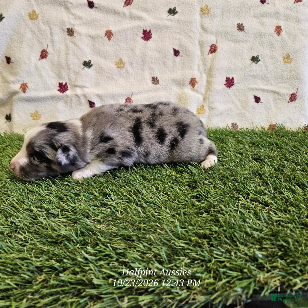 Toy Australian Shepherd dogs for sale: Chai - Ad 1