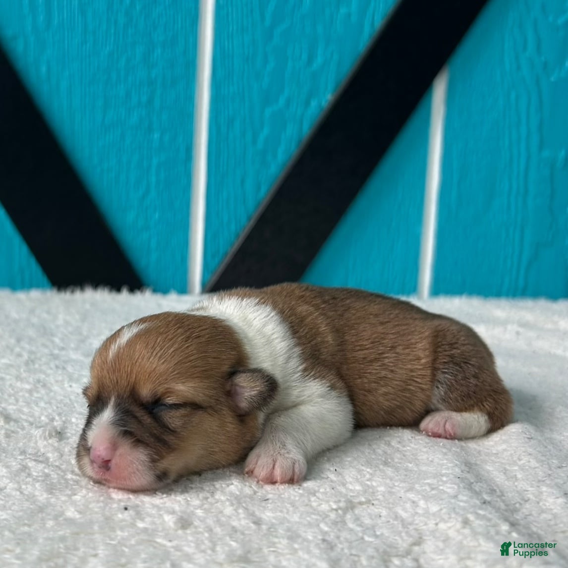 Welsh Corgi Pembroke dogs Jenny Welsh Corgi Pembroke Puppy  - Ad 2