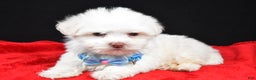 Havanese dogs for sale: Zach - Ad 2