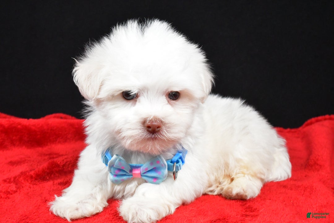 Havanese dogs for sale: Zach - Ad 2