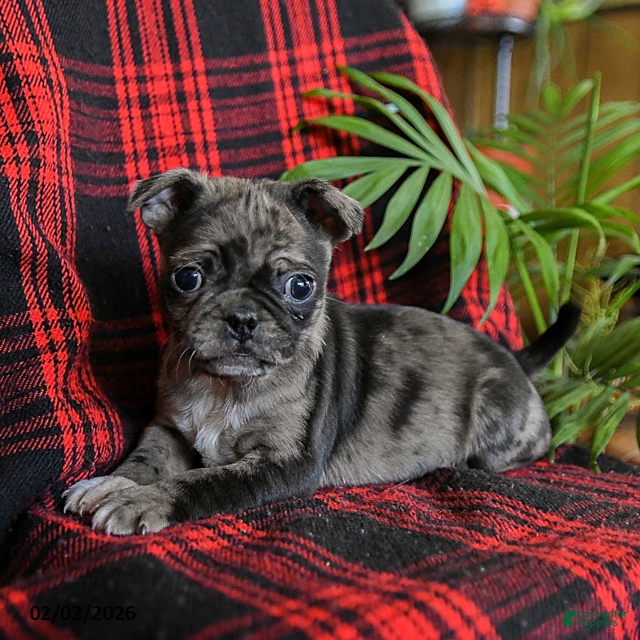 Mixed Breed dogs Astro - Ad 2