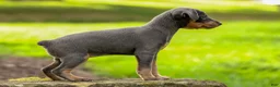 Miniature Pinscher dogs for sale: ABBY - Ad 5
