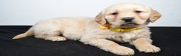 Golden Retriever dogs for sale: Joy - Ad 5