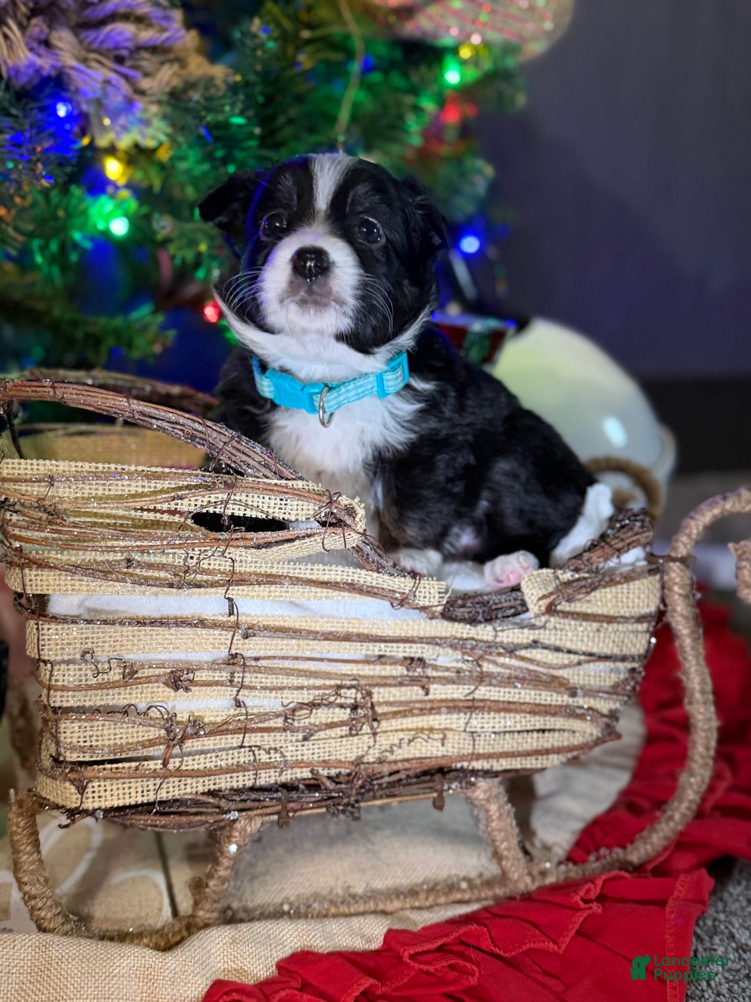 Miniature Australian Shepherd dogs for sale: MINT - Ad 5