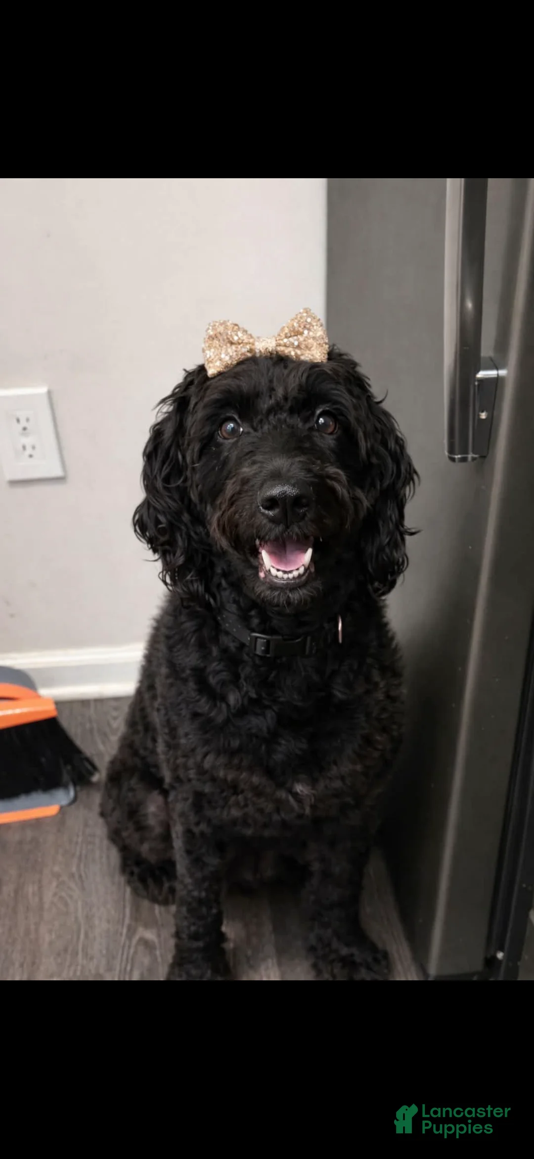 Double Doodle dogs for sale: Double Doodle Puppy 2 - Ad 2