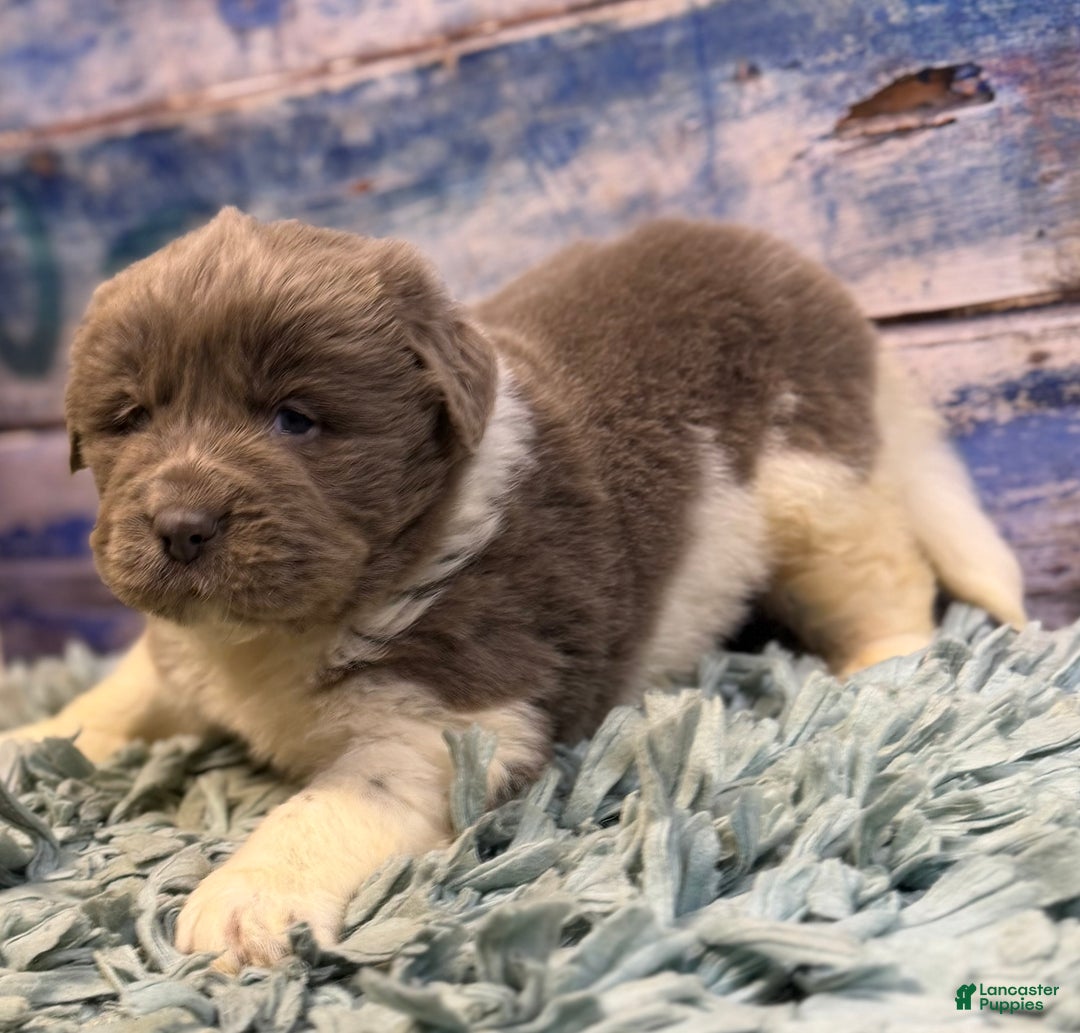 Mixed Breed dogs for sale: Steele OFA DNA  - Ad 8