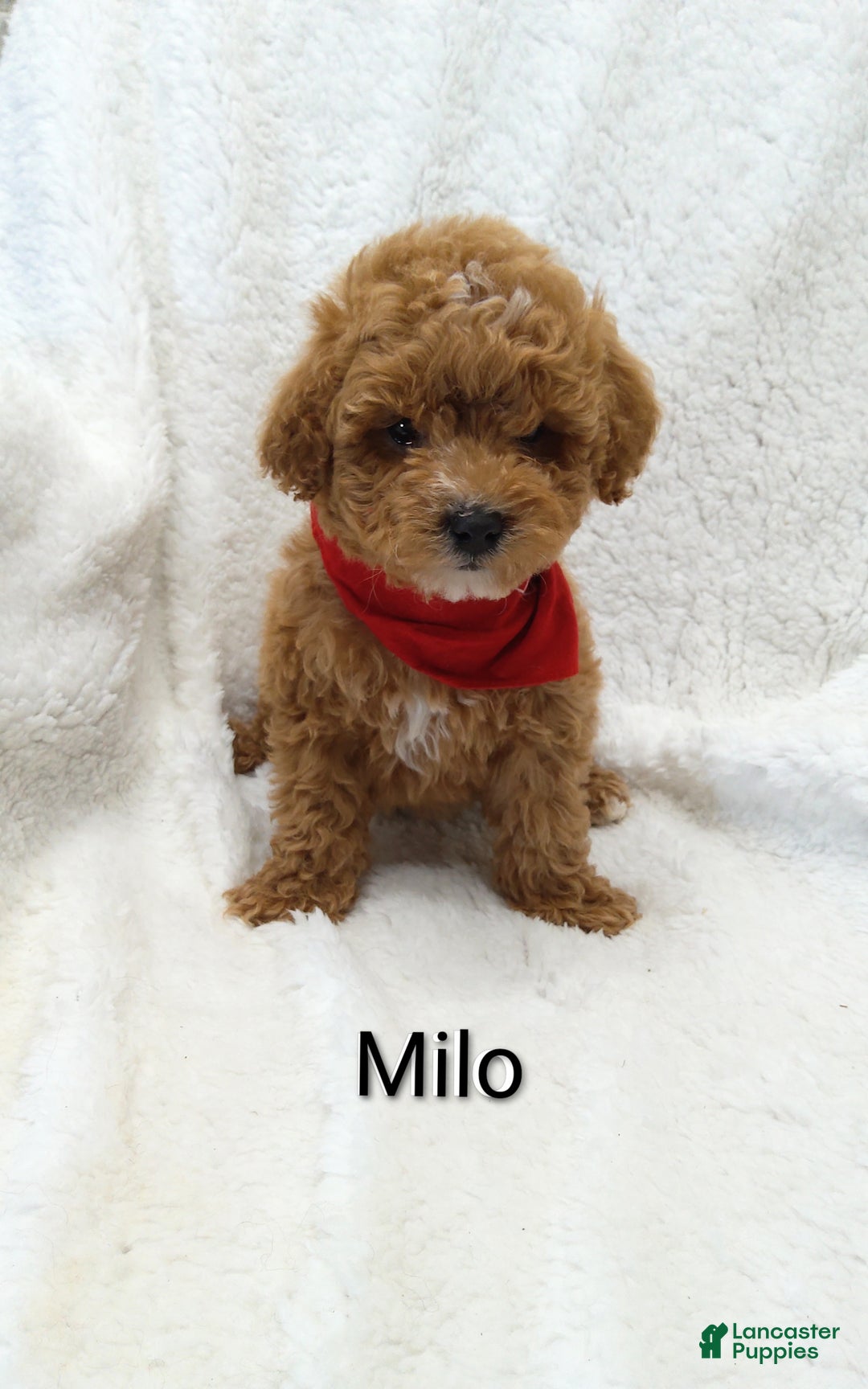 Mini Goldendoodle dogs for sale: Mini Goldendoodle Puppy 1 - Ad 3