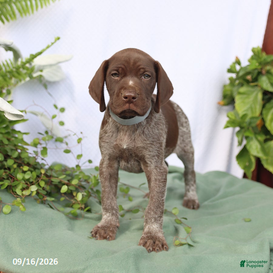German Shorthaired Pointer dogs Myles - Ad 1
