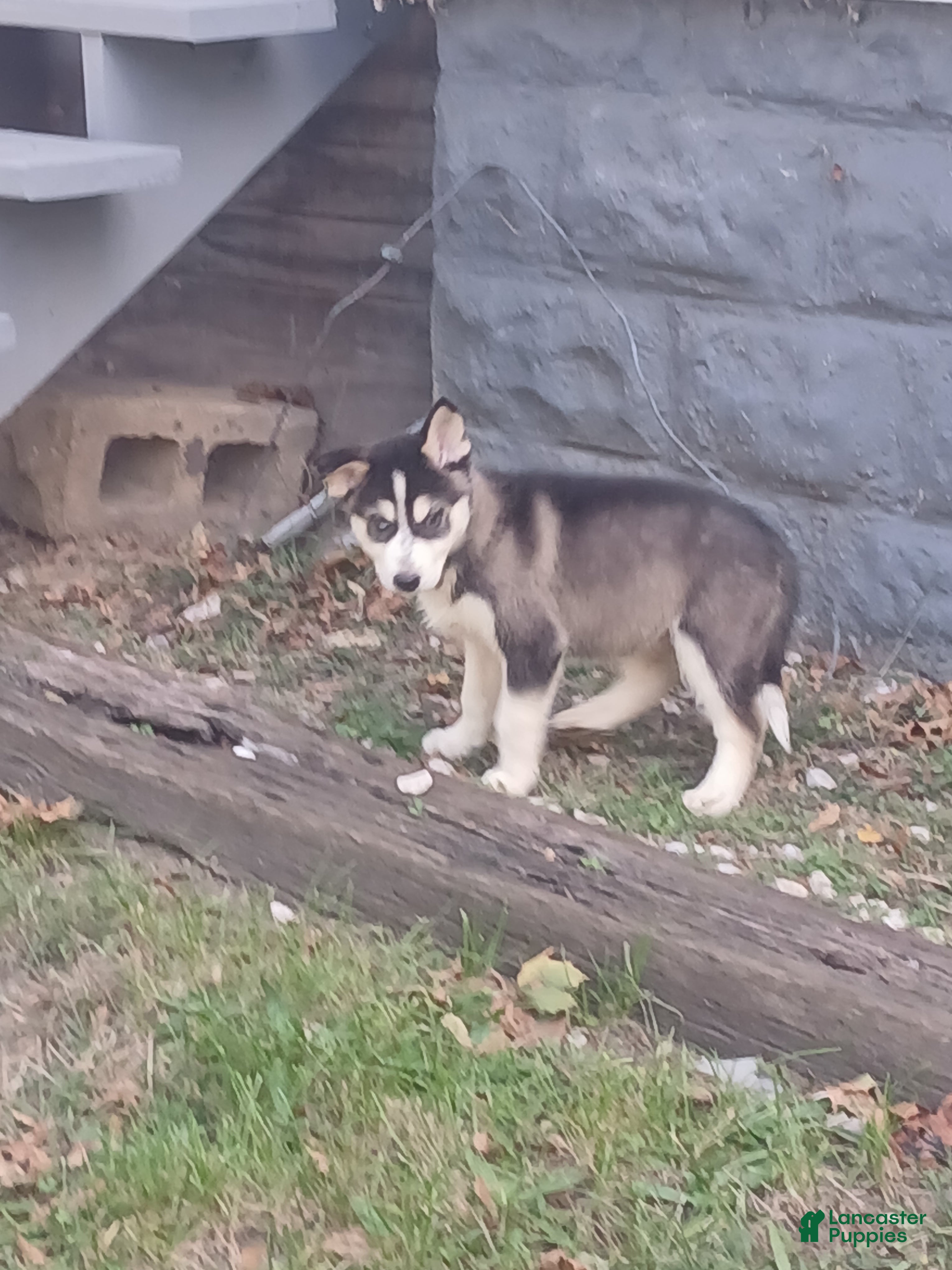 Shepsky (Shepsky, Male) in Akron, OH
