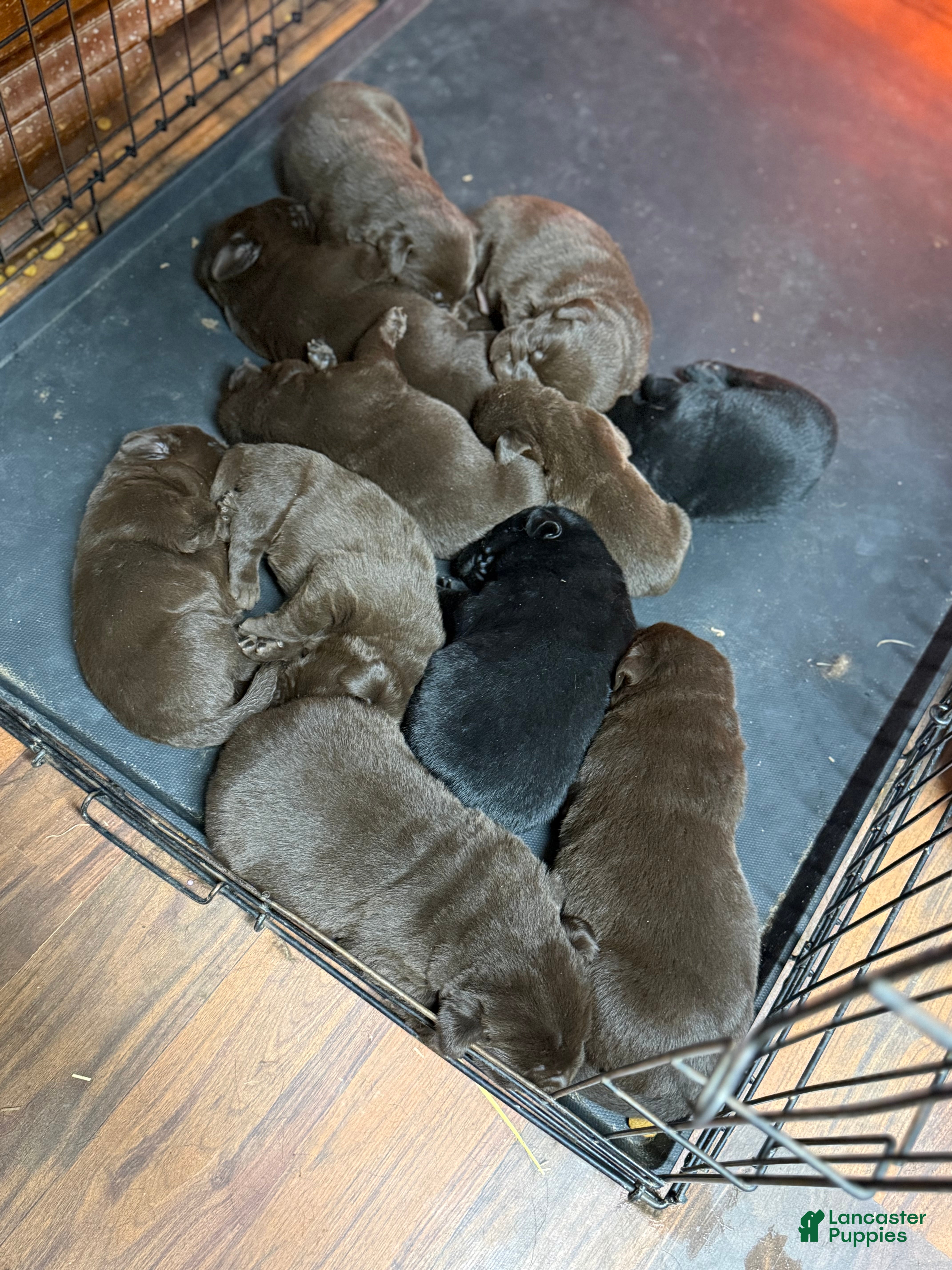 Labrador Retriever dogs for sale: Labrador Retriever Puppy 7 - Ad 4