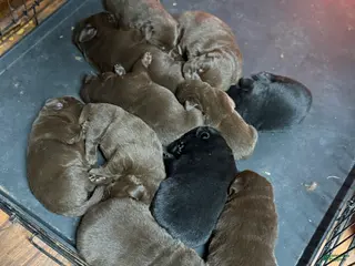 Labrador Retriever dogs for sale: Labrador Retriever Puppy 7 - Ad 4