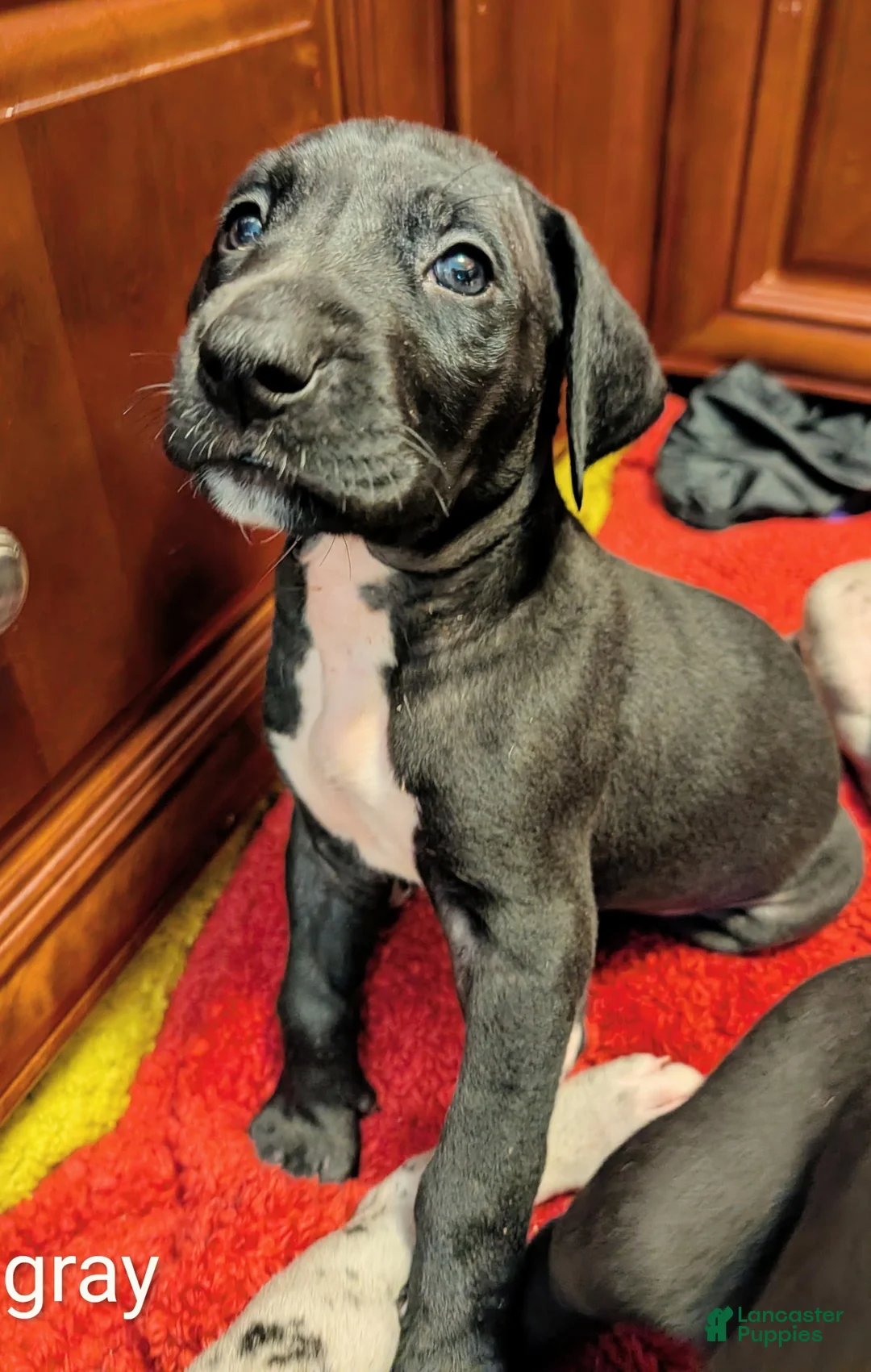 Great Dane dogs for sale: Great Dane Puppy 2 - Ad 1