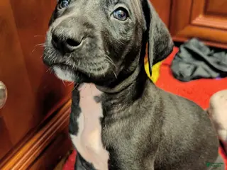Great Dane dogs Great Dane Puppy 2 - Ad 29