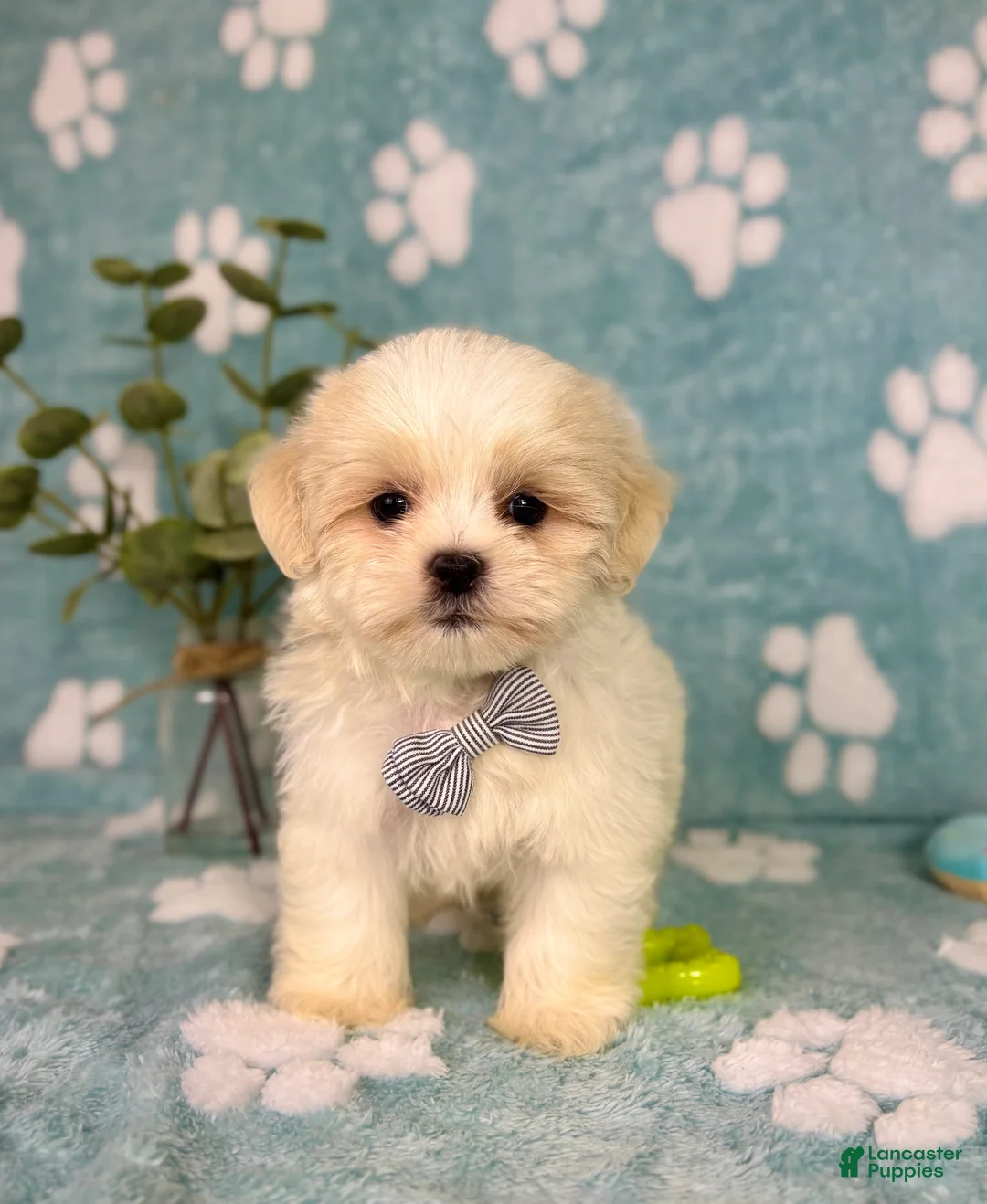 Malshi dogs for sale: Milo - Ad 8