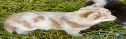 Pomsky dogs for sale: Lava Lavender Merle  - Ad 5