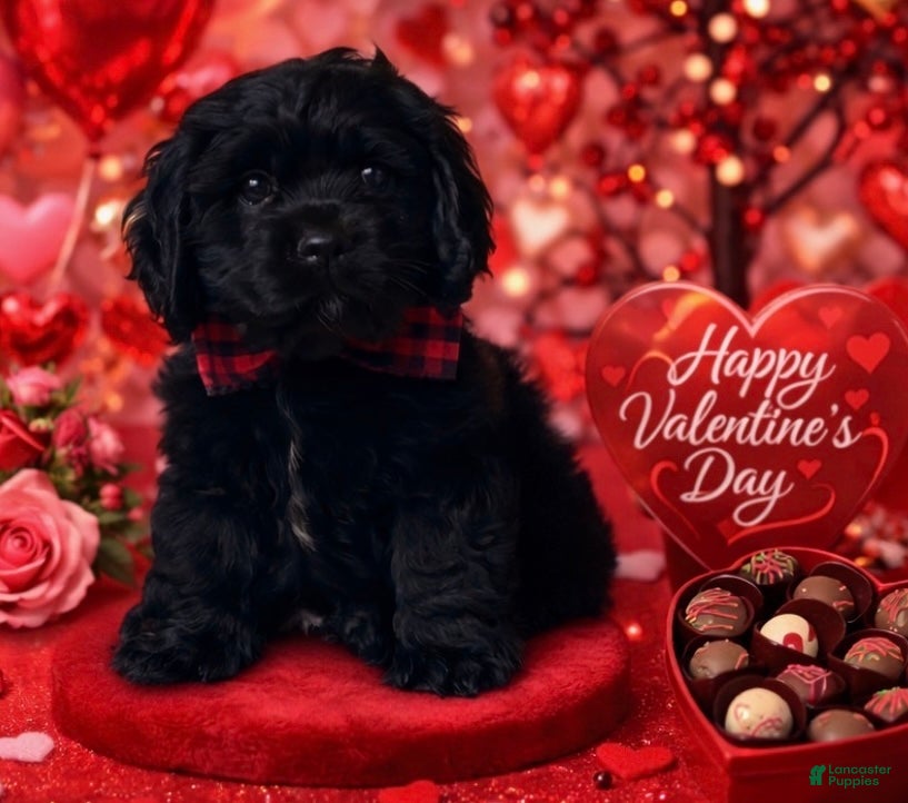 Cocker Spaniel dogs Jack - Ad 9