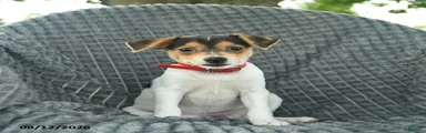 Dolly 