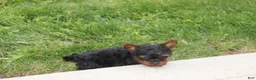 Yorkiepoo dogs for sale: Emmett  - Ad 4