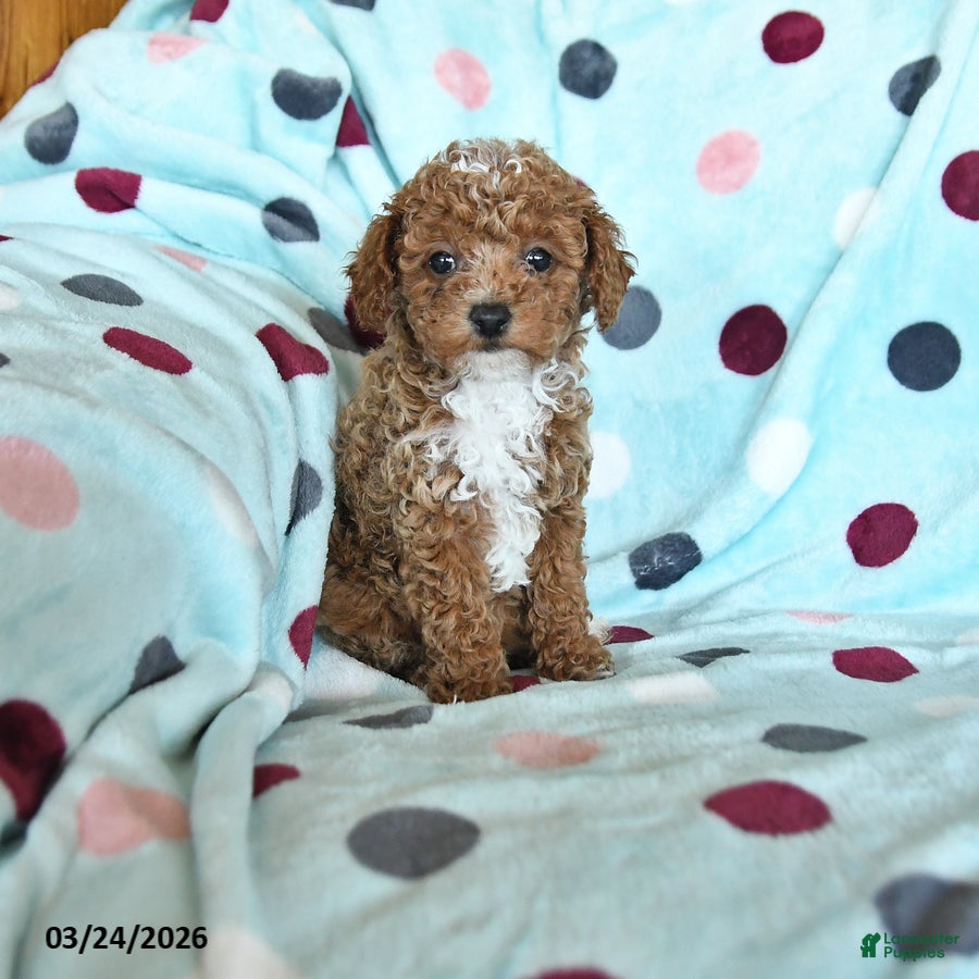 Miniature Poodle dogs Helen - Ad 1